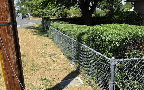 Chain-link fence along a manicured hedge on a suburban street with a dry lawn.